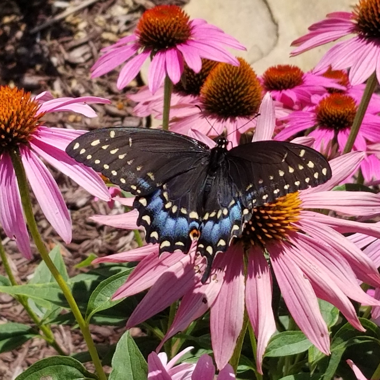 Wayne Hanson: Butterfly